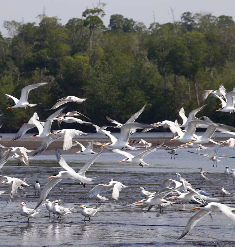 Aves acuáticas son un atractivo en el Manchón Guamuchal. (Foto Prensa Libre: Rolando Miranda)