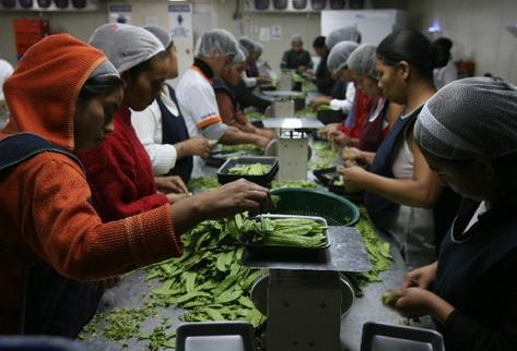 Los productores de arveja china sufren por bajos precios en el mercado internacional y la competencia de Perú y México. (Foto Prensa Libre: Hemeroteca PL)