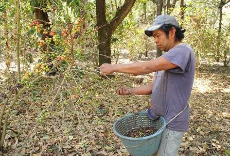 Zonas de Ayarza, en Santa Rosa, y las montañas de Jalapa reportan los nuevos casos de la enfermedad de la roya. (Foto Prensa Libre: Hemeroteca PL)
