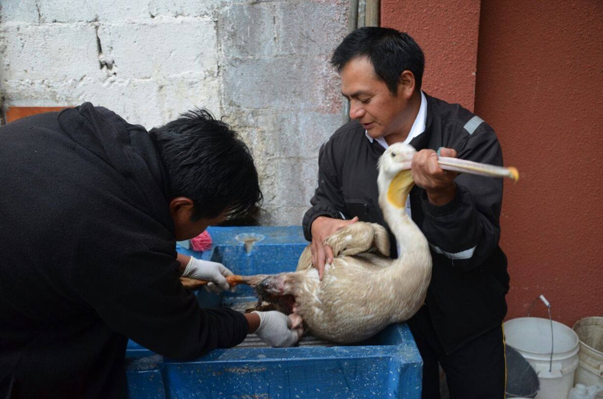 Bomberos Voluntarios de Cantel acudieron al rescate de un pelícano herido. (Foto Prensa Libre: Stereo 100 Xela)
