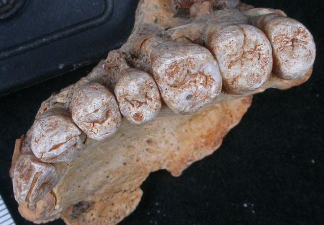 Los dientes fueron clave para establecer el vínculo con los humanos modernos. ISRAEL HERSHKOVITZ, TEL AVIV UNI