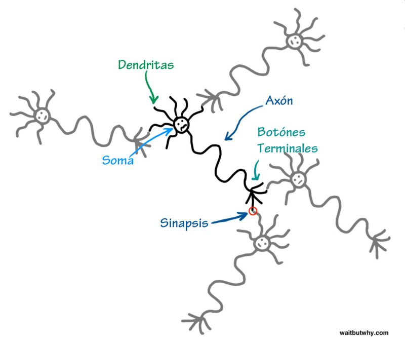 Tim Urban ilustra sus artículos con las habilidades que tiene desde que estaba en 4º de primaria, y nos permitió usar algunas, como esta que muestra las neuronas difíciles de describir en palabras. (Tim Urban, Wait but Why).