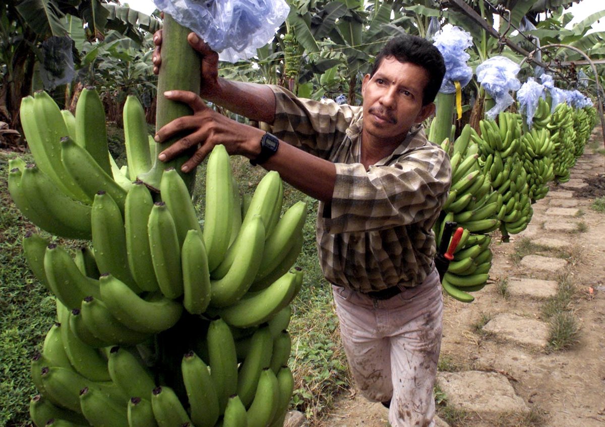 Las autoridades implementaron medidas cuarentenarias para la protección del banano, luego que se detectó un brote de una enfermedad que ataca al fruto. (Foto Prensa Libre: Hemeroteca)
