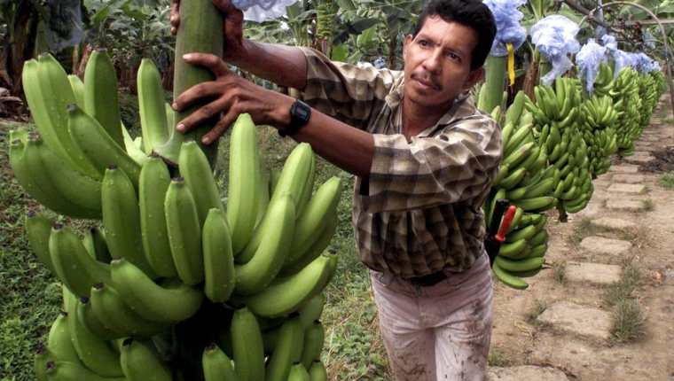 Las autoridades implementaron medidas cuarentenarias para la protección del banano, luego que se detectó un brote de una enfermedad que ataca al fruto. (Foto Prensa Libre: Hemeroteca)