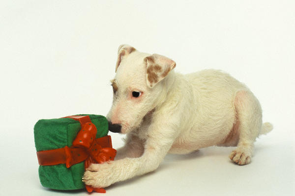 Ocho regalos de Navidad para el perro