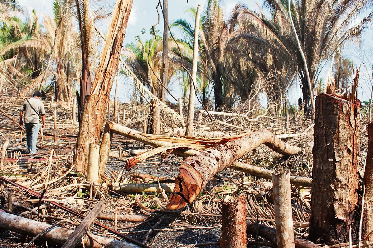 Parte de  los daños causados por invasores en área de zona arqueológica      El Ceibal, Sayaxché,  Petén.