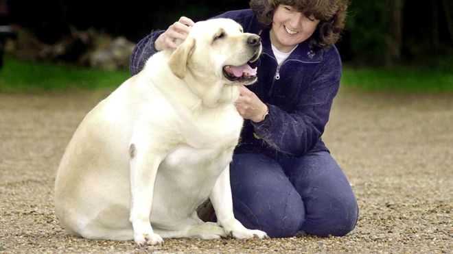 En el Reino Unido y Estados Unidos, más de la mitad de los perros y otras mascotas son obesos. (Foto Prensa Libre: Getty Images)