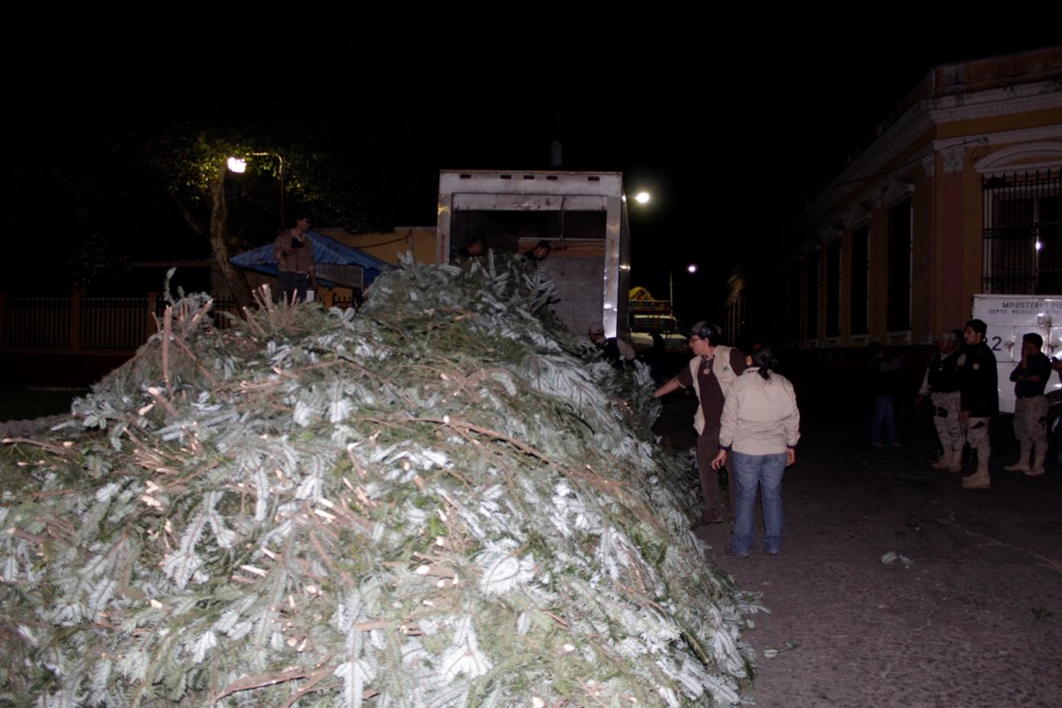 Decomisan Q577 mil en ramillas de pinabete ilegal en San Juan Ostuncalco