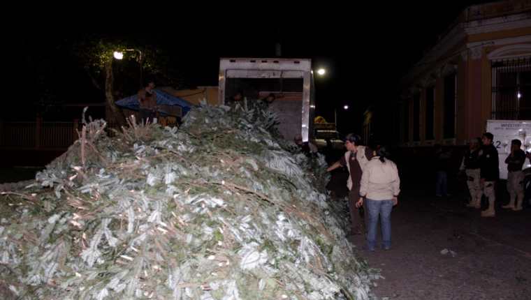 Agentes de Diprona contabilizan ramillas de pinabete incautadas en San Juan Ostuncalco, Quetzaltenango. (Foto Prensa Libre: María José Longo)