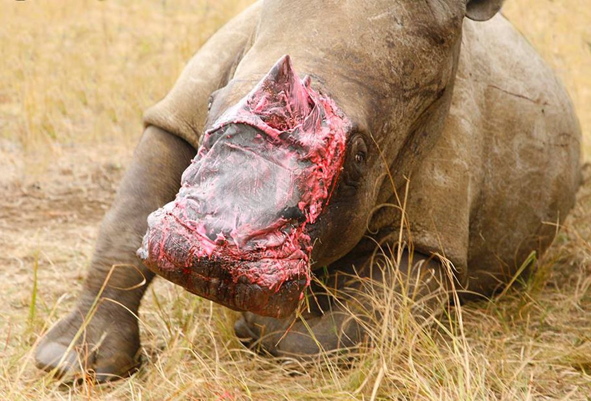 <em>Actualmente quedan en el mundo alrededor de cinco mil rinocerontes negros y unos 20 mil rinocerontes blancos, principalmente en Sudáfrica. (Foto Prensa Libre: AP).</em>