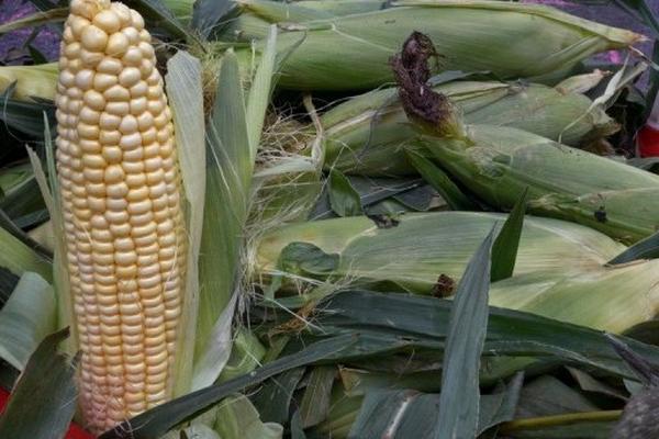 Buen manejo después de la cosecha podría mejorar la calidad del grano.