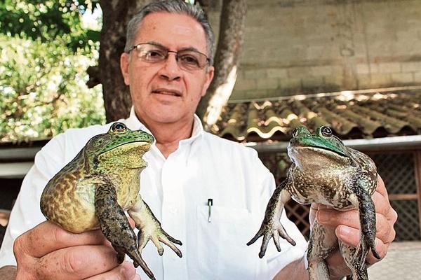 RAFAEL PIERRI muestra dos ejemplares de rana toro que cultiva en su finca, donde destazanpara su comercialización entre 15 mil y 20 mil ejemplares cada mes.