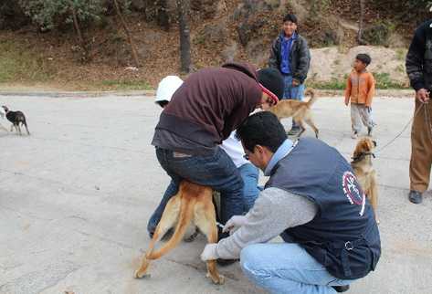 Empleado de Salud vacuna a un perro, al cual sostiene su dueño.