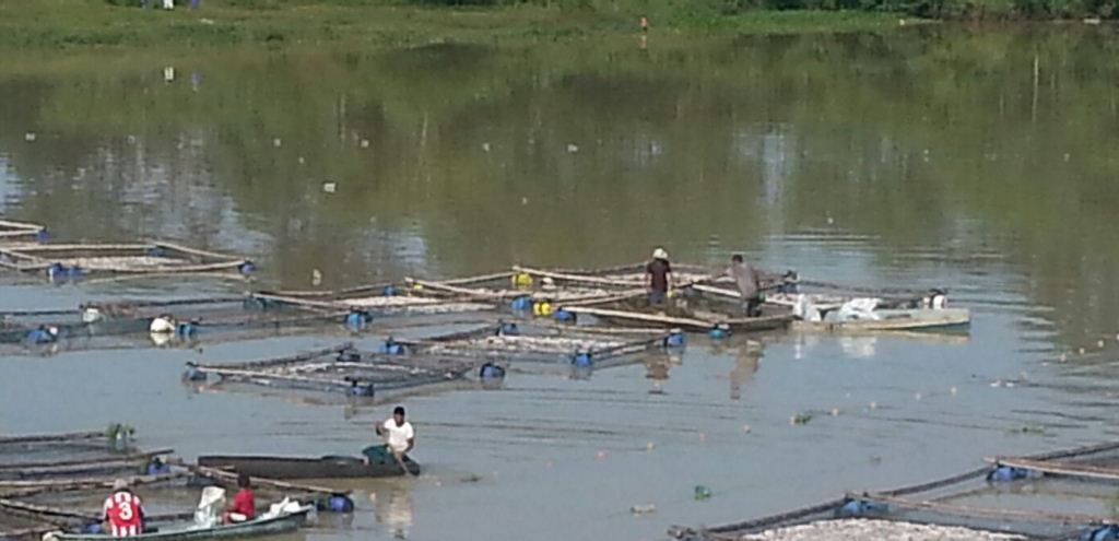 Mortandad de peces afecta a pescadores de Santa Cruz Muluá 