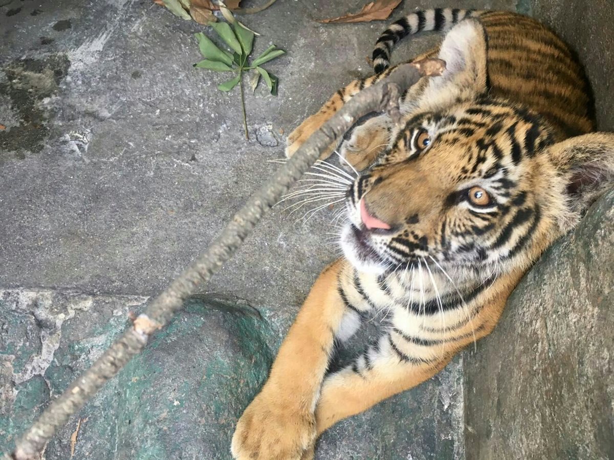 Tigre hallado en Suchitepéquez fue entregado a zoológico La Aurora. (Foto Prensa Libre: Cortesía Conap)
