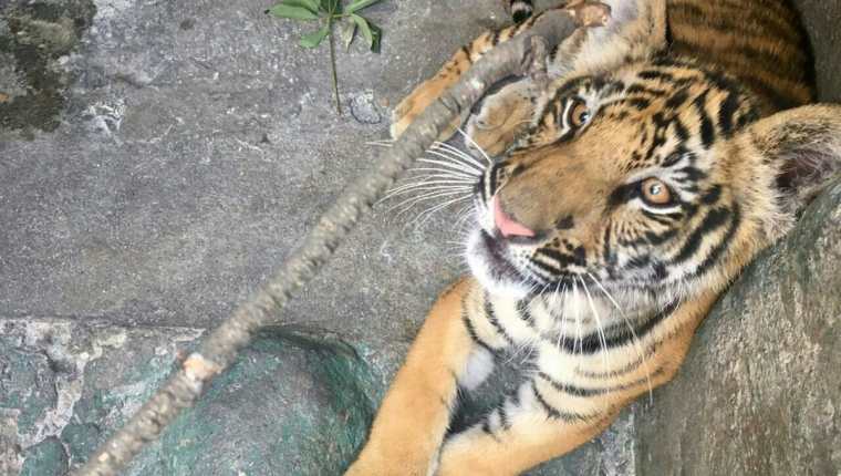 Tigre hallado en Suchitepéquez fue entregado a zoológico La Aurora. (Foto Prensa Libre: Cortesía Conap)