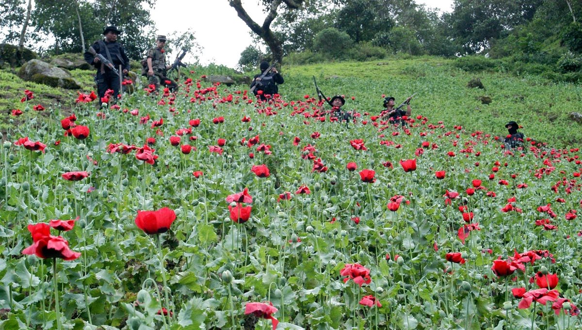 Vista de una plantación de amapola en el altiplano marquense. El clima frío de la región es apto para el cultivo de la flor. (Foto Prensa Libre: Hemeroteca PL)