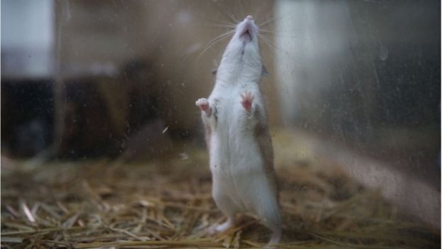 Los ratones no suelen tener vellos en sus patas. (GETTY IMAGES)