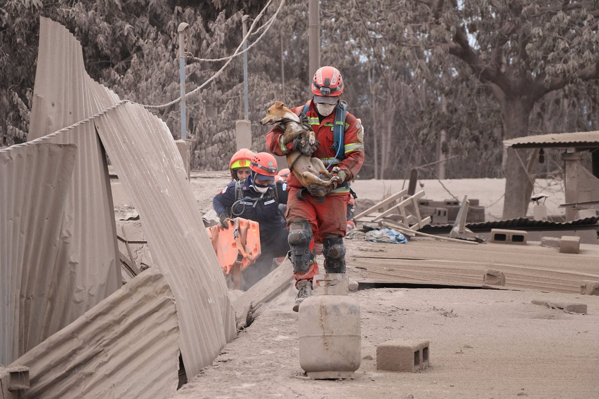Aves, perros, gatos y otros animales fueron dejados a su suerte en las áreas afectadas por el Volcán de Fuego. Algunos fueron rescatados por socorristas y voluntarios.