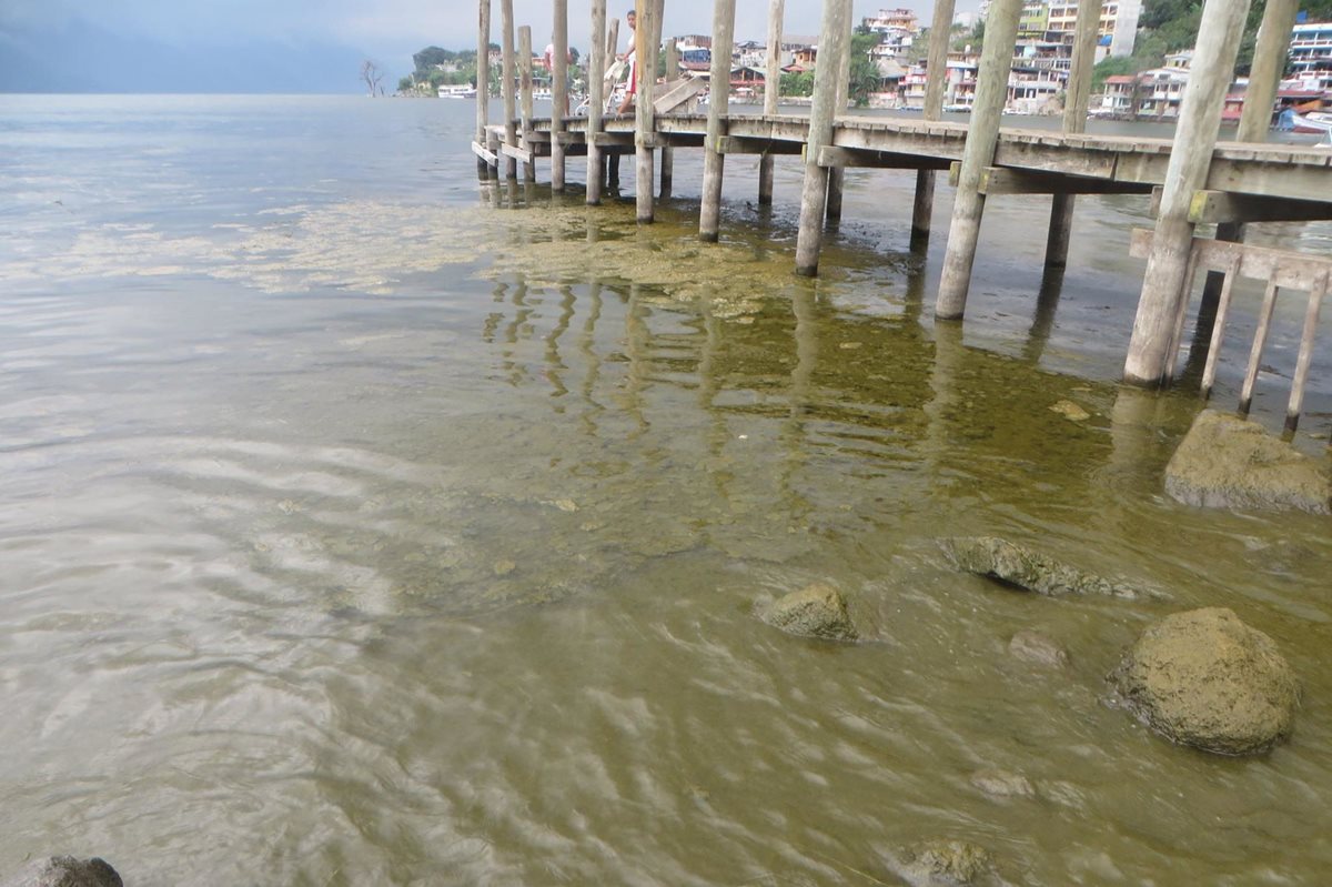 La cianobacteria que afecta al Lago de Atitlán cubre un 70 por ciento del manto acuífero, según investigaciones de autoridades ambientales. (Foto HemerotecaPL)