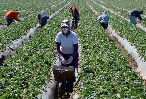 Los trabajadores migrantes cosechan fresas en una granja cerca de Oxnard, California, en Estados Unidos. (Foto Prensa Libre: AFP)