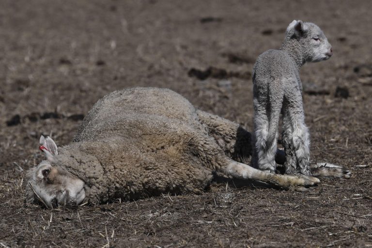 Una cría de cordero permanece junto al cuerpo sin vida de su madre en una granja en Braidwood, Nueva Gales del Sur, Australia). (Foto Prensa Libre: EFE)