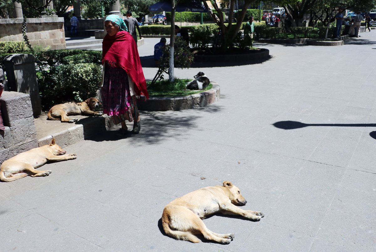 Una mujer camina por el parque central de Quetzaltenango en medio de varios perros. (Foto Prensa Libre: Carlos Ventura)