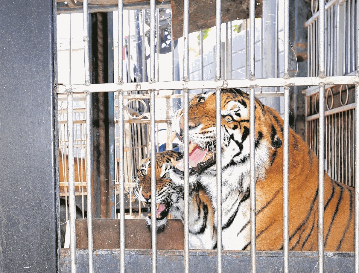 Tigres al cuidado del circo Hermanos Ponce, en El Jocotillo, Villa Canales. (Foto Prensa Libre: Hemeroteca PL)