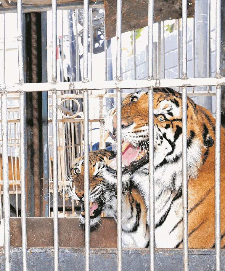Tigres al cuidado del circo Hermanos Ponce, en El Jocotillo, Villa Canales. (Foto Prensa Libre: Hemeroteca PL)