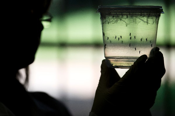 La OMS ha hecho advertencias de viaje por posible contagio del zika pero no los ha restringido. La OMT cree que afectará el turismo en Latinoamérica. (Foto Prensa Libre: AFP)