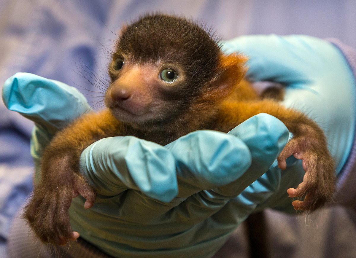 El raro lémur rufo rojo, una especie de primate en peligro de extinción que sólo puede hallarse en la isla de Madagascar. (Foto Prensa Libre: AP).