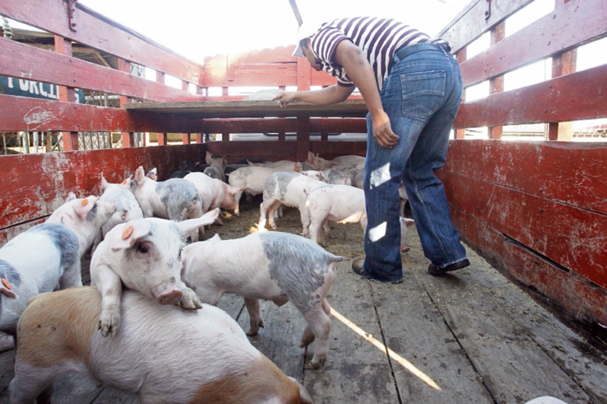 Los cerdos son transportados en camiones desde los puntos fronterizos de México, Belice y Honduras.. (FOTO PRENSA LIBRE:OSCAR RIVAS)