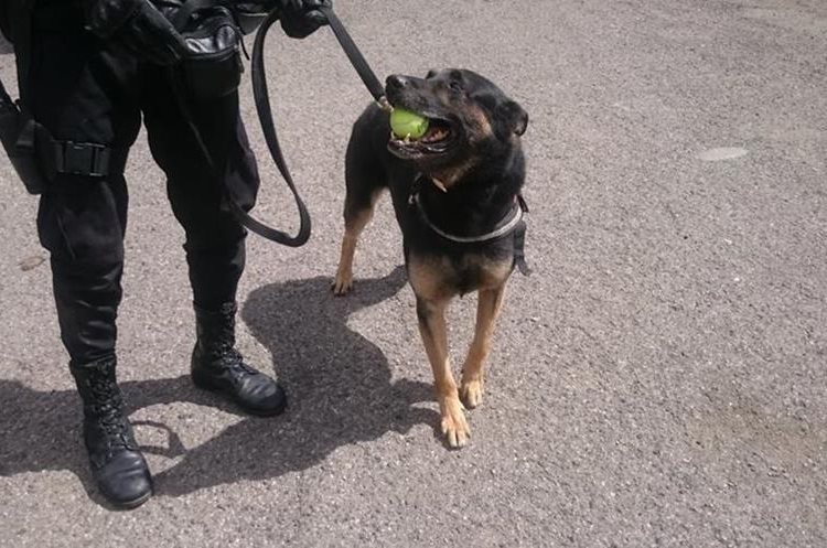 El agente canino jubilado Rambo, murió en diciembre del 2017.  (Foto Prensa Libre: Hemeroteca PL).