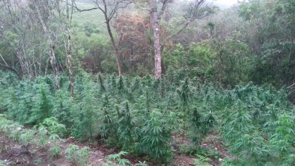 Plantación de marihuana erradicada por autoridades de la PNC y MP. (Foto Prensa Libre: Edwin Paxtor)