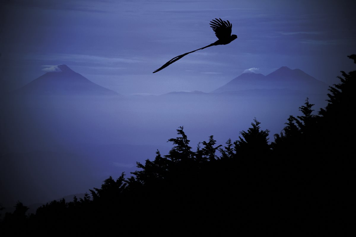 El quetzal es el protagonista de la película Serpiente emplumada. El ave habita en los bosques nubosos de Guatemala, México y Costa Rica. (Foto Prensa Libre: Cortesía Ricky López)