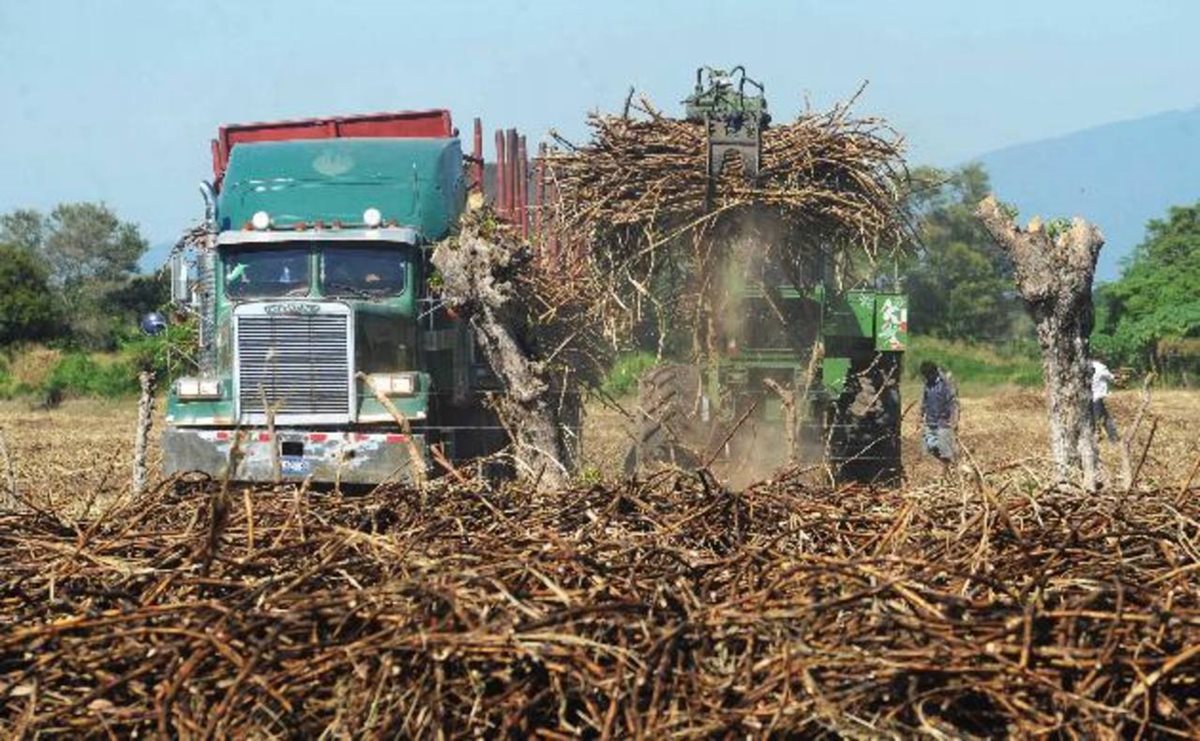 Producción de azúcar aumentará este año en El Salvador. (Foto Hemeroteca PL)
