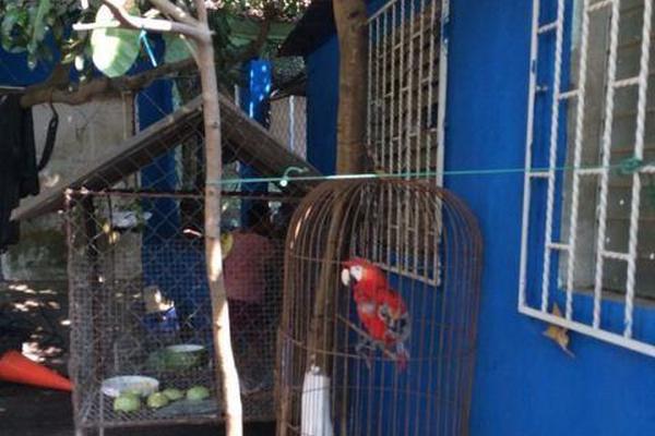 Una de las guacamayas decomisadas en Iztapa, Escuintla. (Foto Prensa Libre: Enrique Paredes)  <br _mce_bogus="1"/>