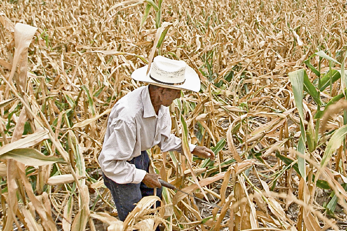 Campesino de la región oriental del país revisa su cultivo de maíz. (Foto Prensa Libre: EDWIN BERCIAN)