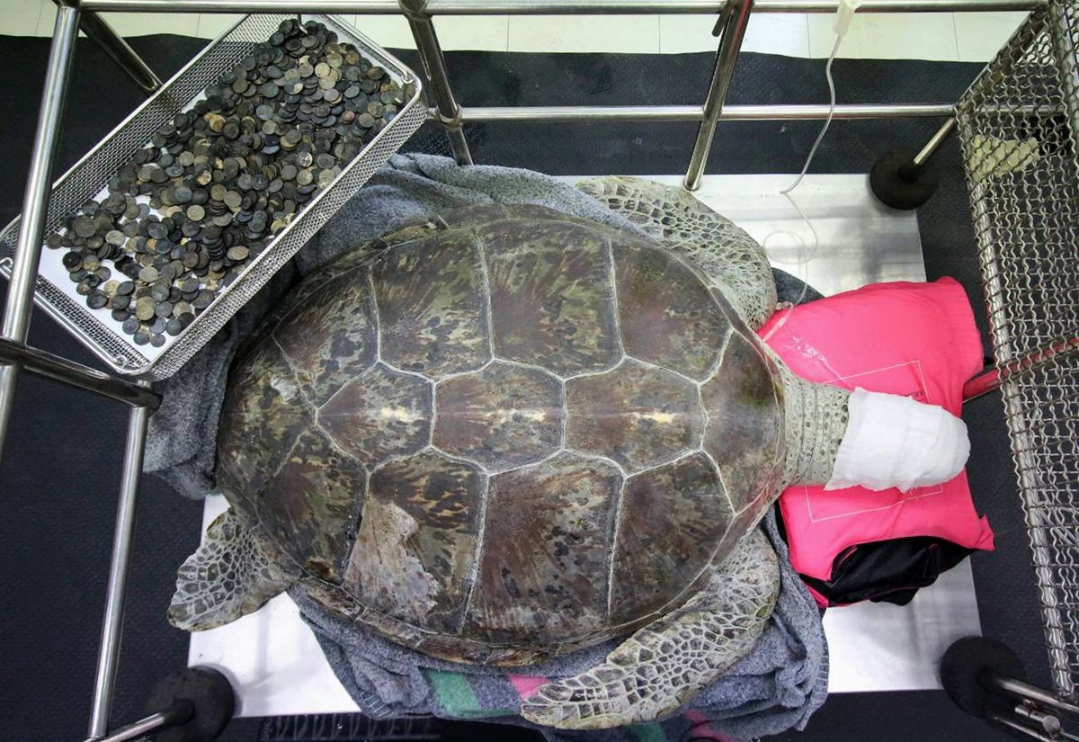 La tortuga verde operada se recupera tras haberle retirado las monedas. (Foto Prensa Libre: EFE)