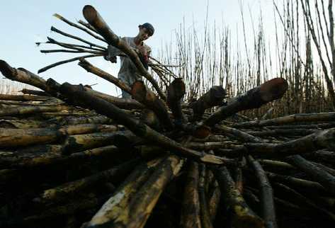 El corte de caña  demanda mano de obra. (Foto Prensa Libre: Esbin García)
