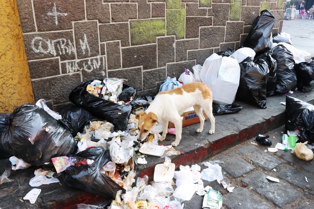 Los perros rompen las bolsas de basura que los vecinos dejan en las calles de Quetzaltenango y causan más suciedad. (Foto Prensa Libre: María José Longo)