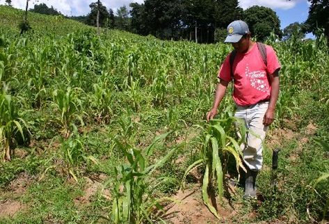 El conflicto entre Rusia y Ucrania puede provocar una crisis alimentaria en Guatemala, antes de lo que se cree