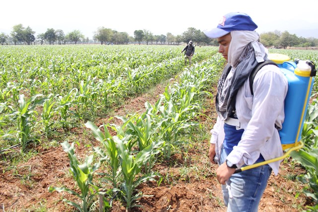 El ICTA cultiva maíz mejorado en Zacapa, para abastecer de semilla a familias que viven el Corredor Seco. (Foto Prensa Libre: Hugo Oliva)