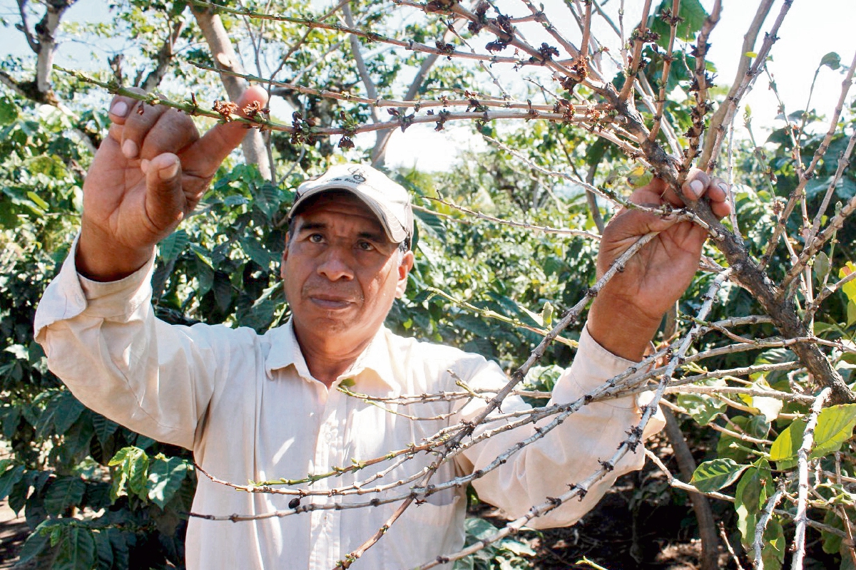 Caficultor muestra una de las plantas dañadas, en San Pedro Yepocapa, Chimaltenango.