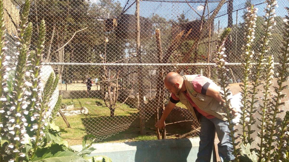 Un trabajador del Zoológico Minerva, en Xela, muestra lugar donde delincuentes extrajeron las aves robadas. (Por Prensa Libre: María José Longo)