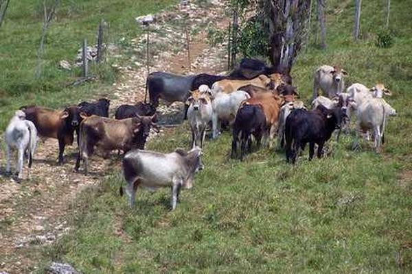 Ganado en Livingston, Izabal. (Foto Prensa Libre: Archivo)