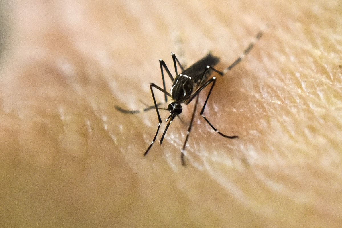 El zancudo transmisor del zika sigue expandiéndose. (Foto Prensa Libre: AFP)