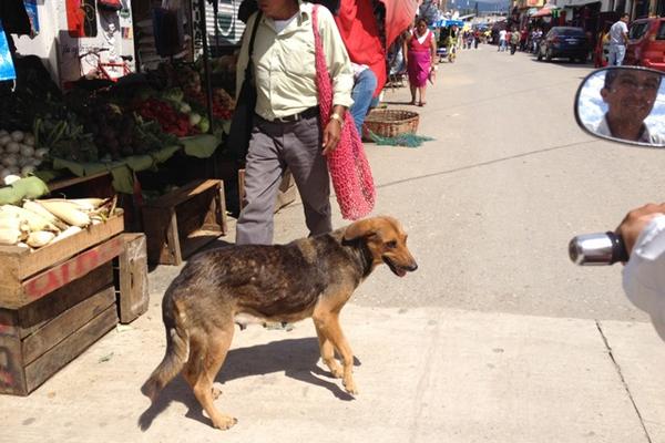 La mayor parte de casos de rabia de Baja Verapaz, se han registrado en perros. (Foto Prensa Libre: Carlos Grave)<br _mce_bogus="1"/>