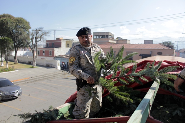 Agentes de Diprona realizan el conteo de ramillas en el decomiso en Quetzaltenango. (Foto Prensa Libre: María José Longo)