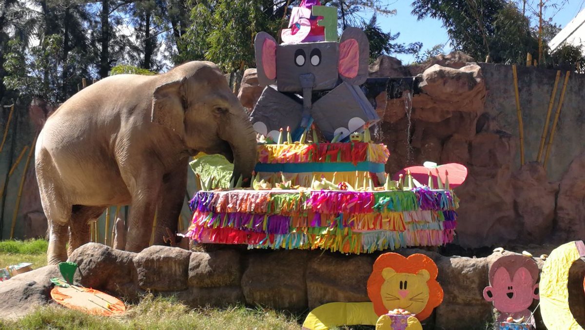 Elefanta <em>Trompita</em> cumple 57 años y celebra con un pastel de 230 libras